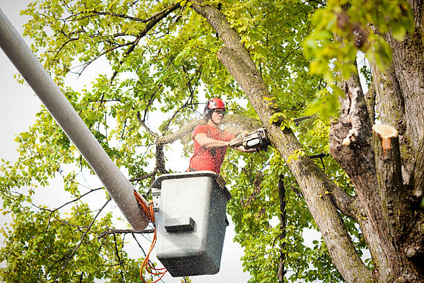 Best Utility Line Clearance  in August, CA